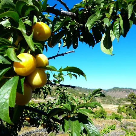 Suncanarias فيلافلور